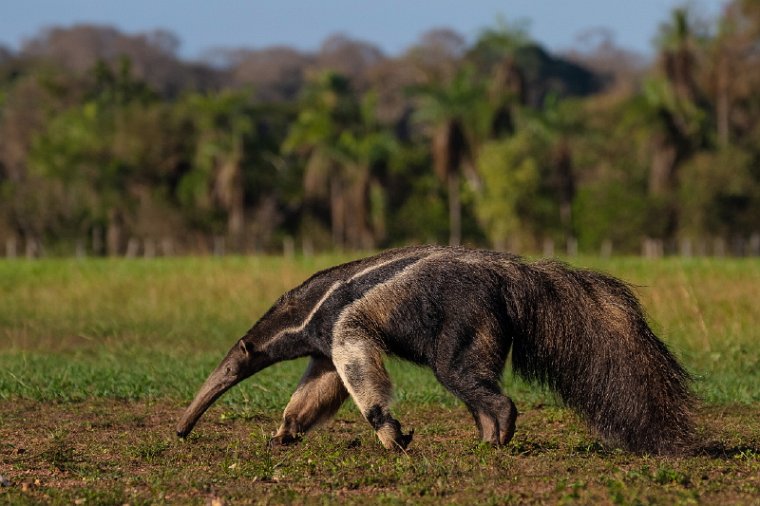 154 Zuid Pantanal, reuzenboommiereneter.jpg